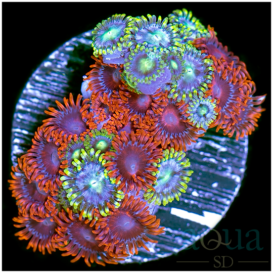 RainbowSkittlesZoas-RetailPrice_49_SALEP