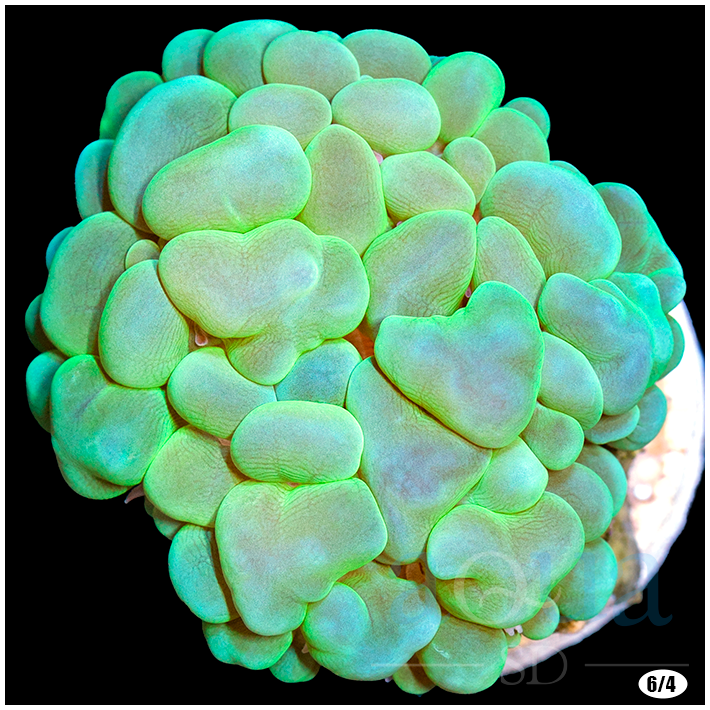 TankGrownNeonBubbleCoral-_100_720x.png?v