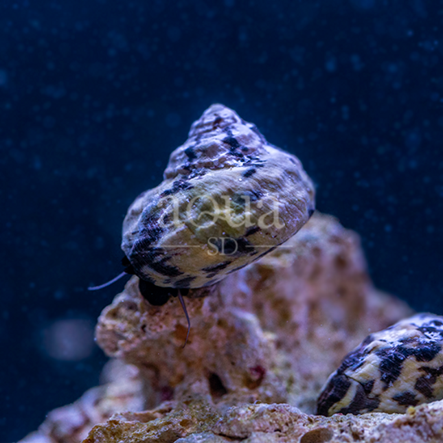 saltwater snails