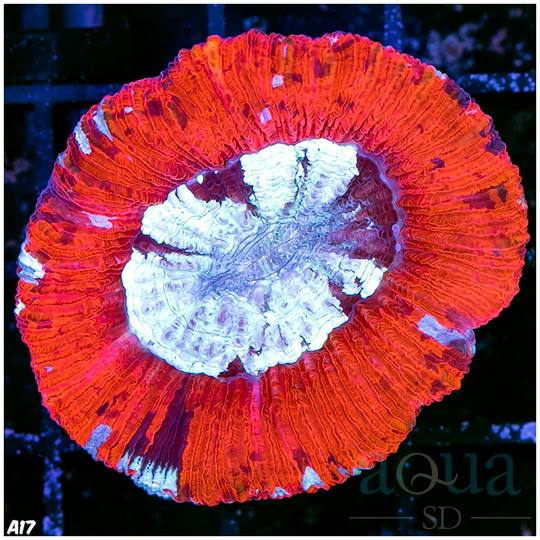 UltraRedTrachyphyllia_EggCrateBehindis3S