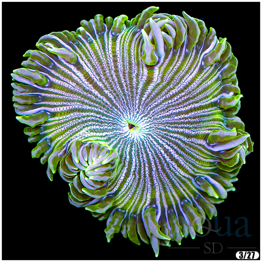 UltraRockFlowerAnemone-RetailPrice_99_SA