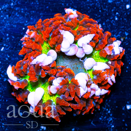 UltraRockFlowerAnemone-RetailPrice_99_SA