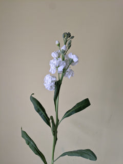 White Stock Flower