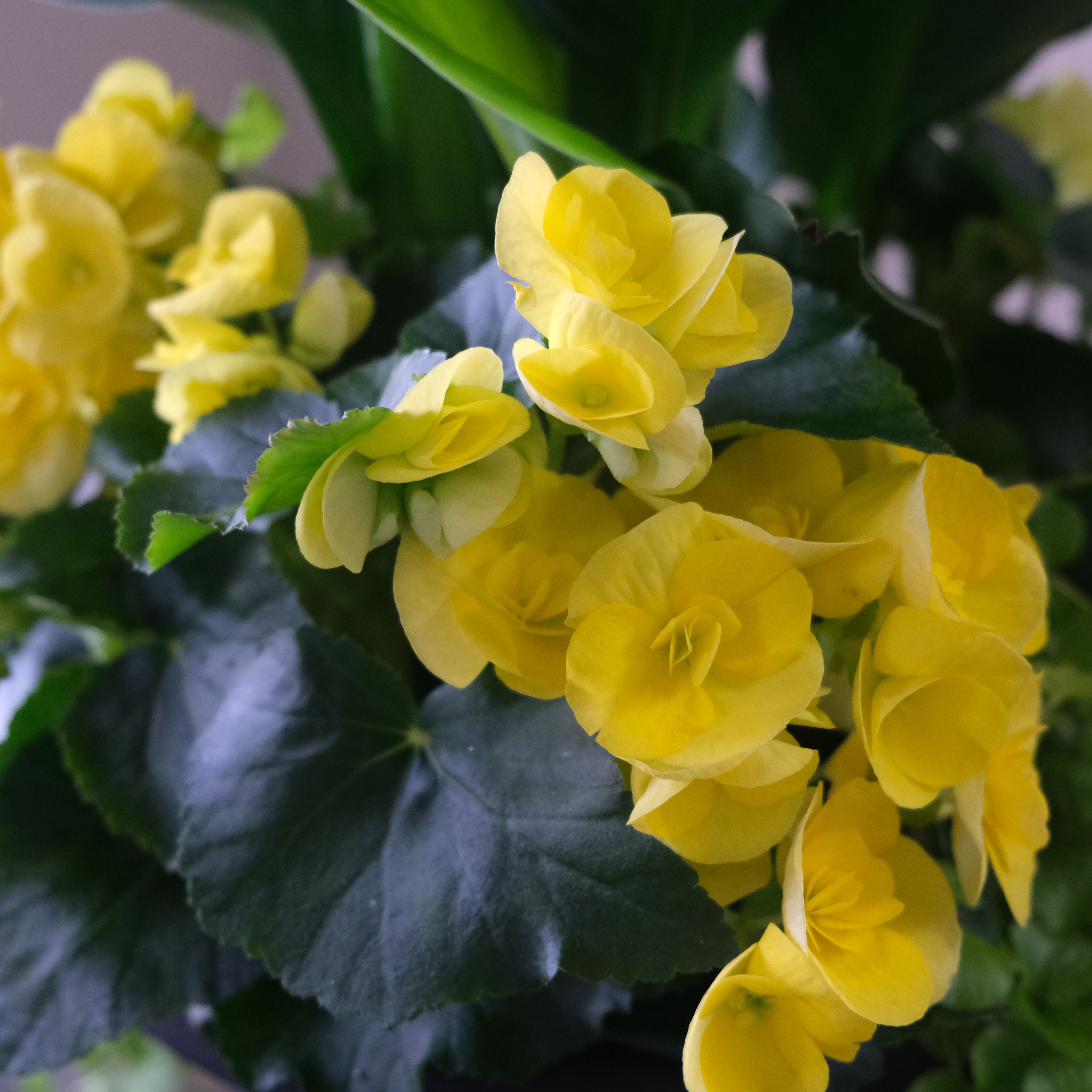 Canna Lily Planter – Immanuel Florist