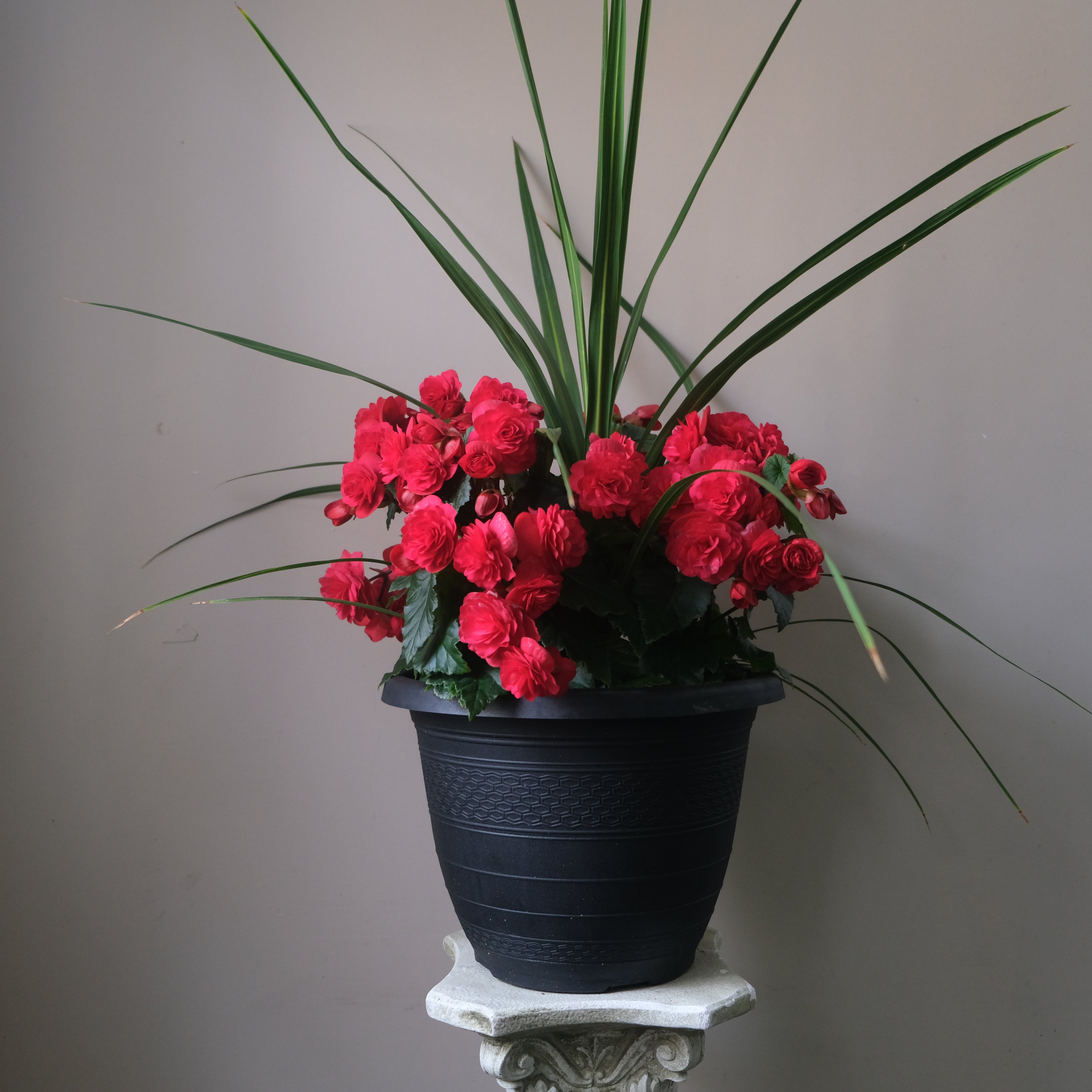 Solenia Begonia Planter – Immanuel Florist