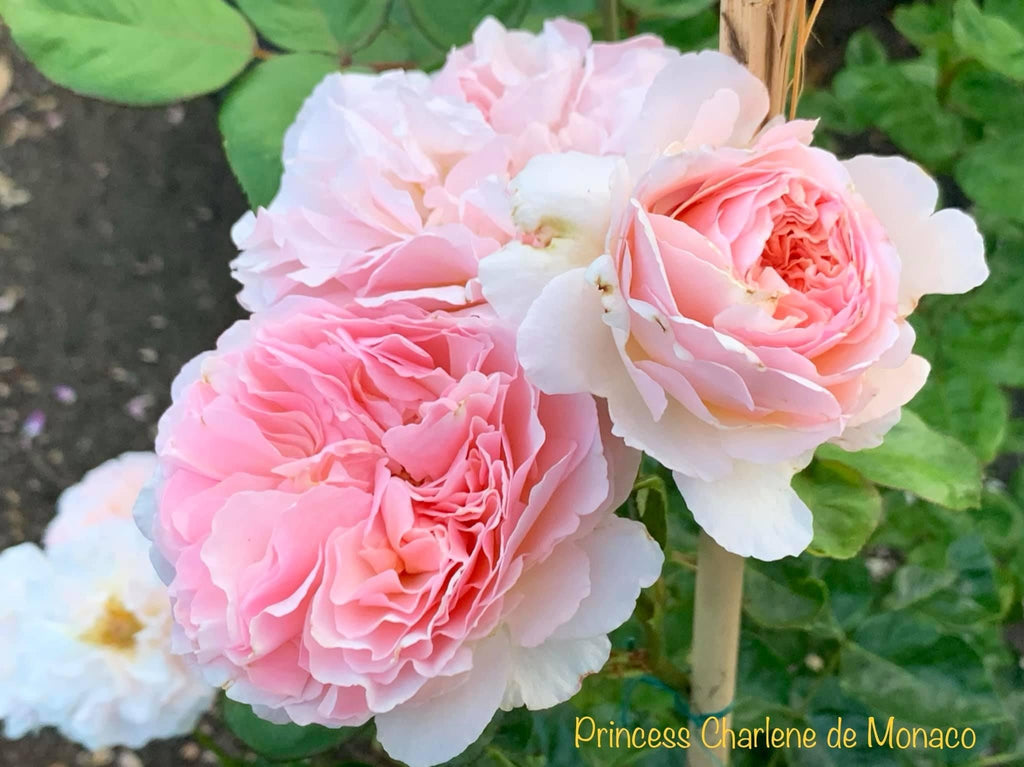 Princesse Charlene De Monaco Meidysouk Northland Rosarium