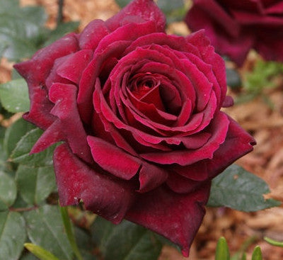 Hybrid Tea Roses – Page 2 – Northland Rosarium