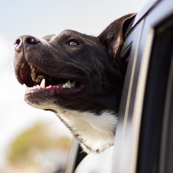 כלב מוציא ראש מחלון הרכב