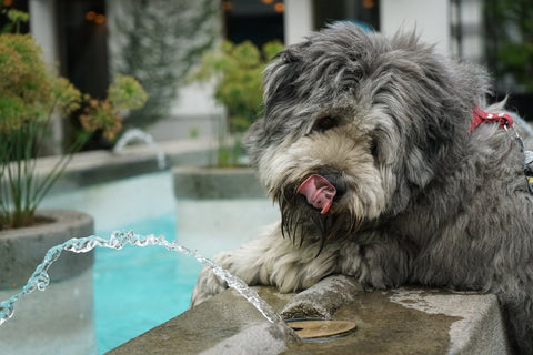 כלב שותה מים