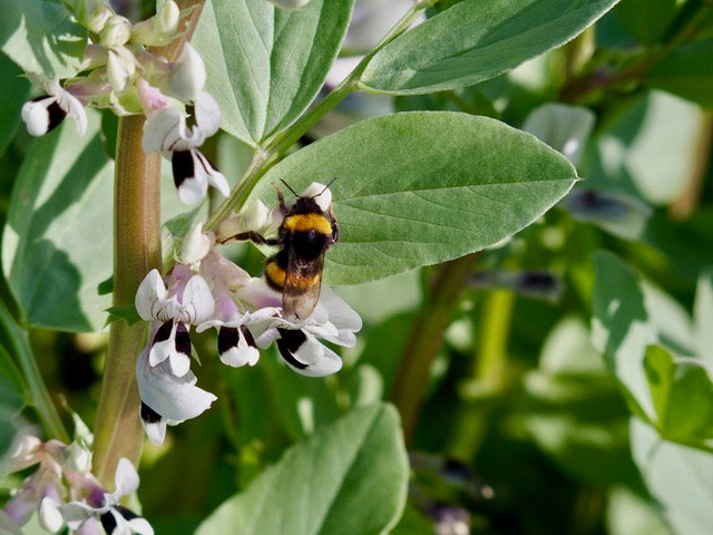 Eine Hummel