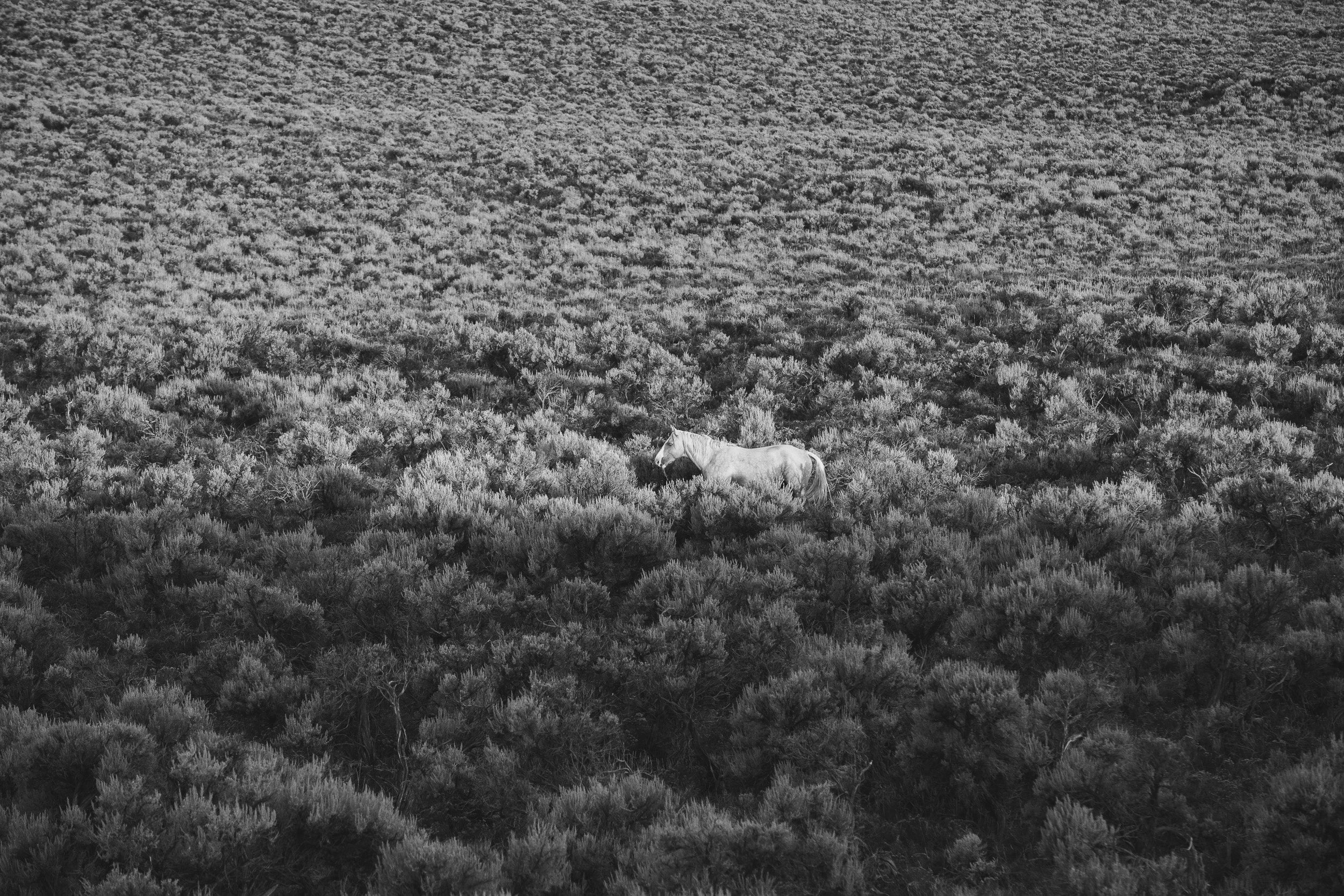 horses-in-black-and-white