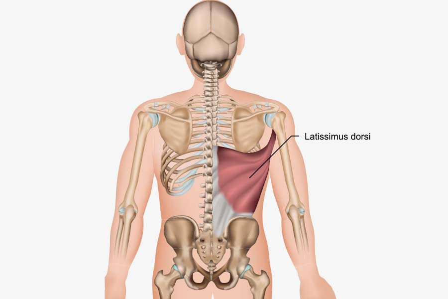 Latissimus Dorsi