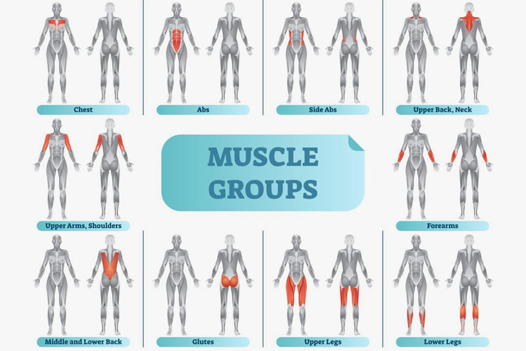 The Right Muscle Groups to Work Out Together for Best Results – DMoose