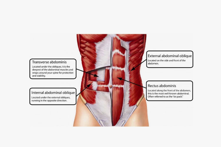 Understanding Core Muscles and back pain