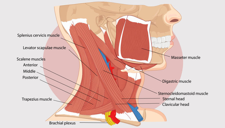 Anatomy of your Neck Muscles