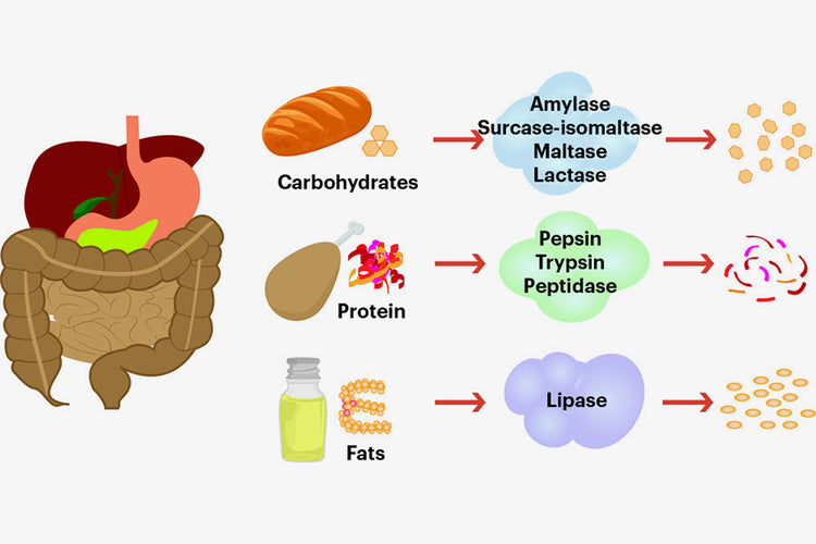 Digestive enzymes for weight loss