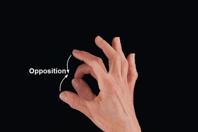 thumb opposition