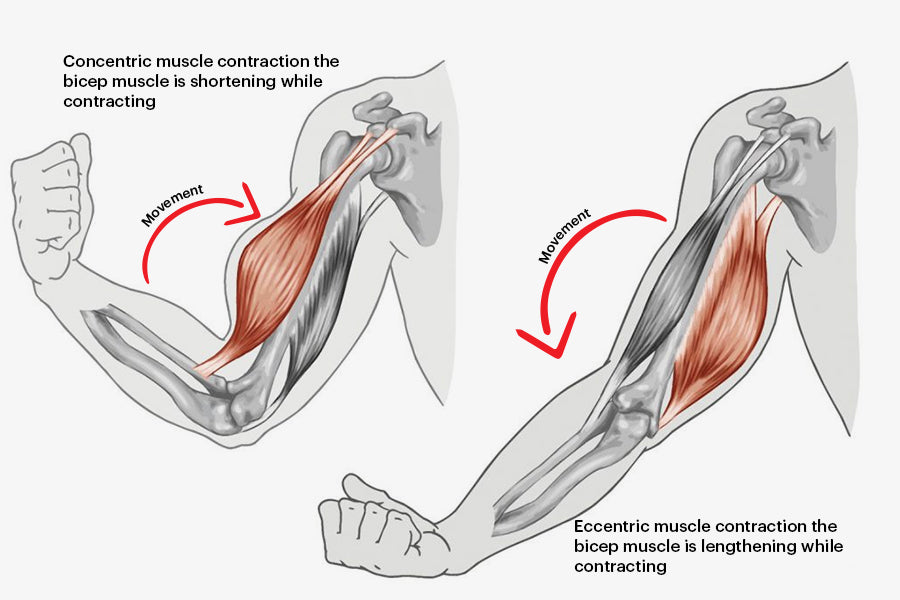 3 Expert Muscle Building Tips Every Beginner Should Know | DMoose