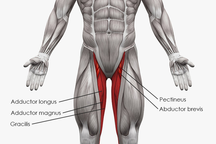 Anatomy of Adductor Muscles