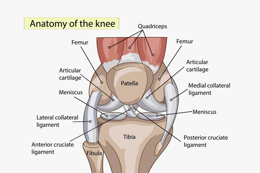 Anatomy of knee