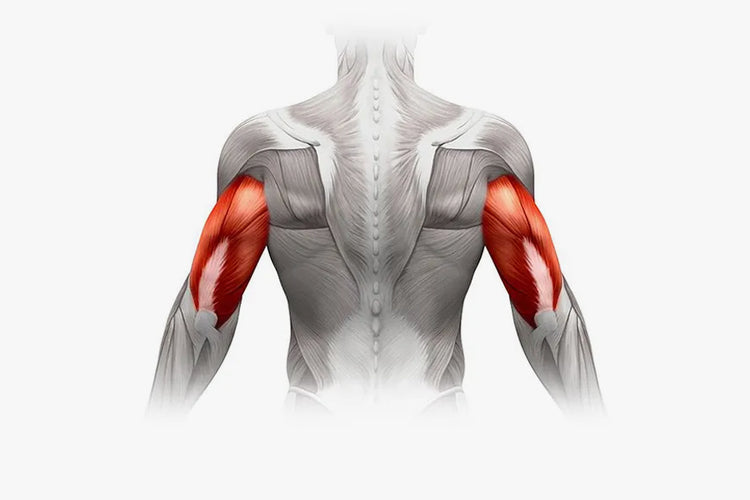 Anatomy of the Triceps