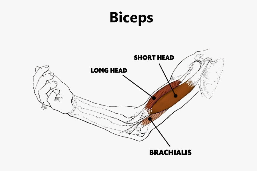 Bicep Anatomy