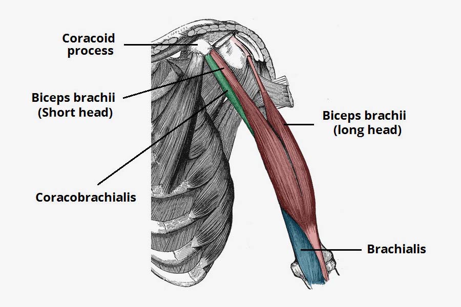 Biceps Brachii