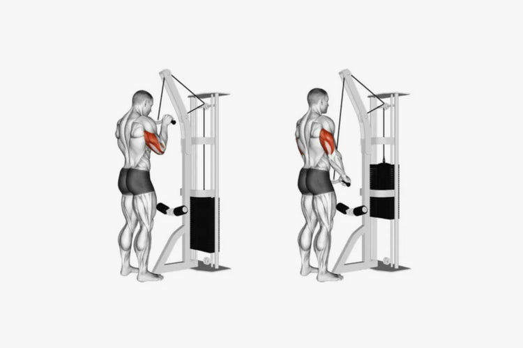 Cable Corssover Tricep Pulldown