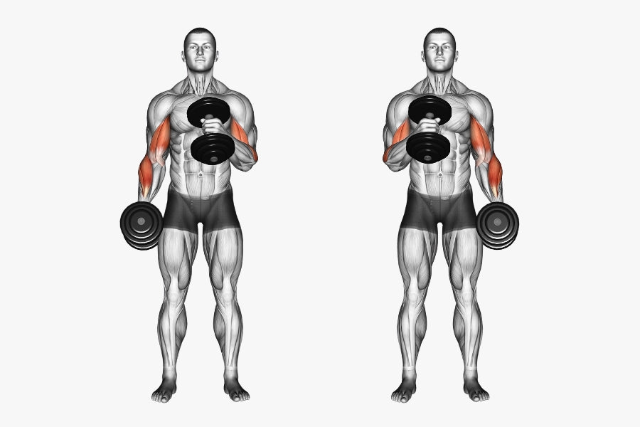 Dumbbell Hammer Curls