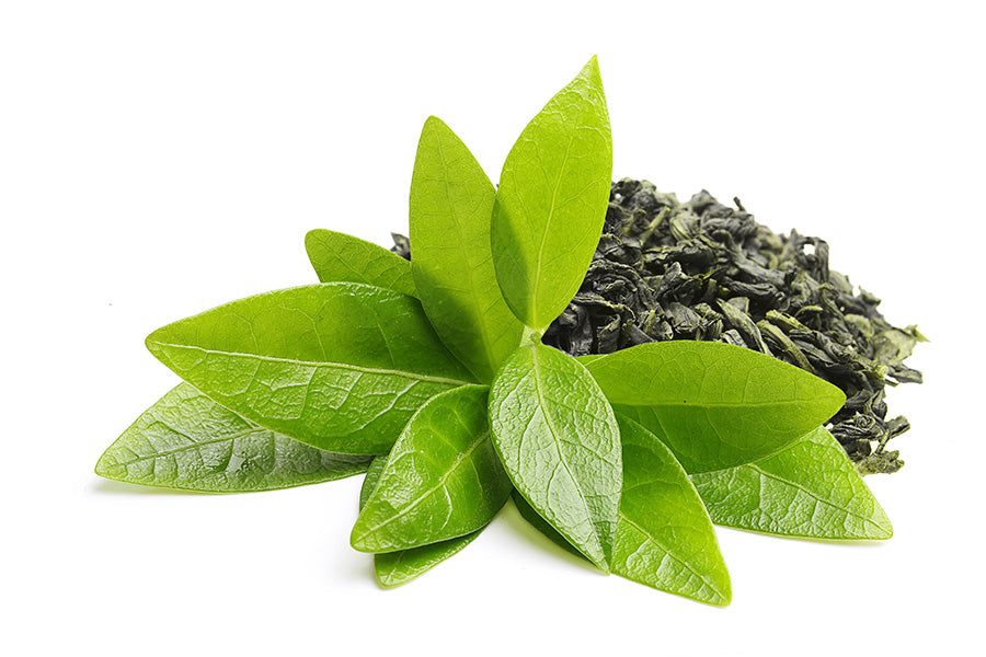 Green Tea Extract