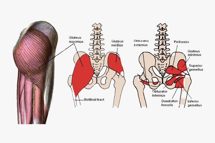 Muscles of Hip Complex