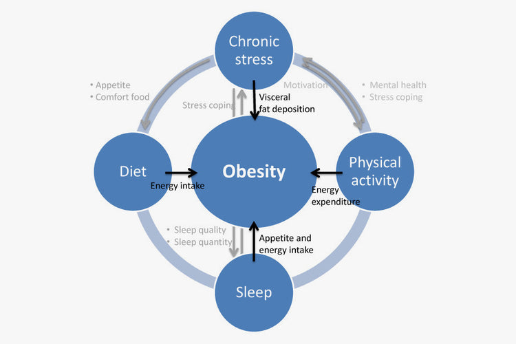 Lifestyle factors affecting body fat reduction