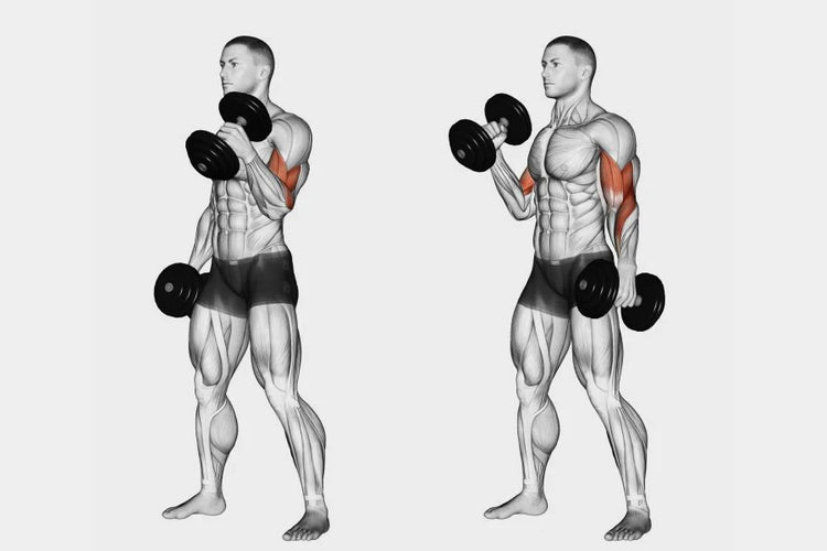 3. Dumbbell Biceps Curl