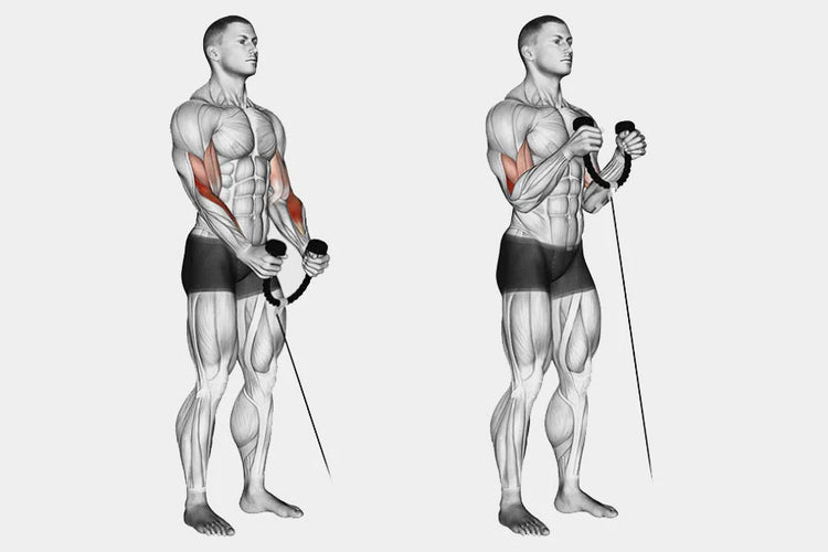 5. Cable Curl