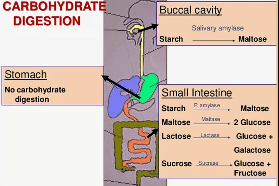 How Are Carbohydrates Processed