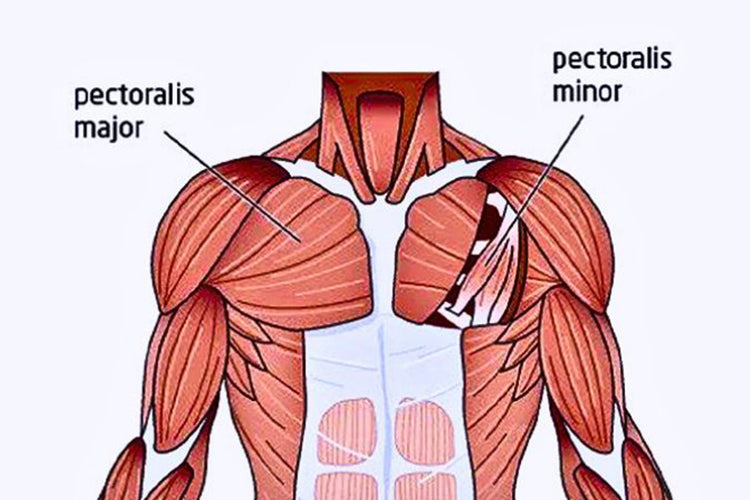 Chest Muscles to Target