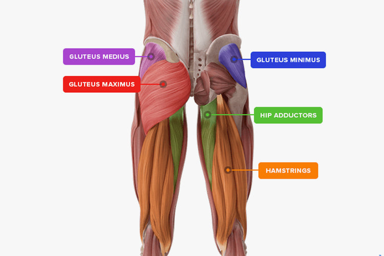 Kas Glute Bridge Muscles Worked