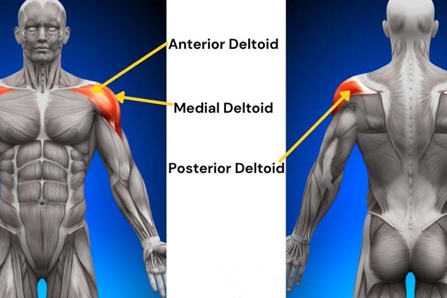 posterior Deltoid