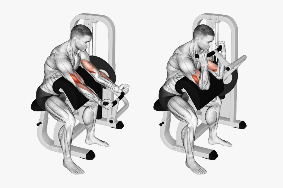 Preacher Curl