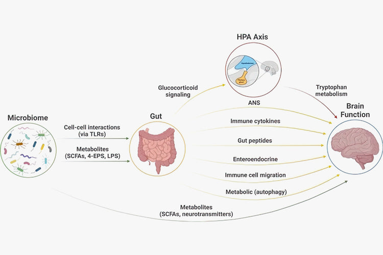 Probiotics Upgrade Mental Functions