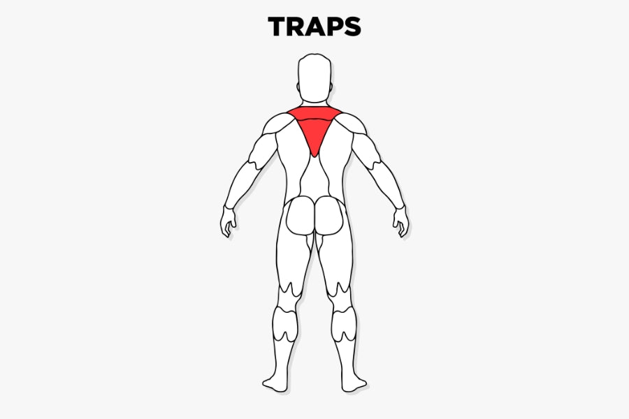 Shoulder Muscles (Traps)