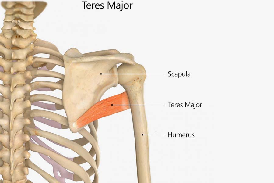 Teres Major