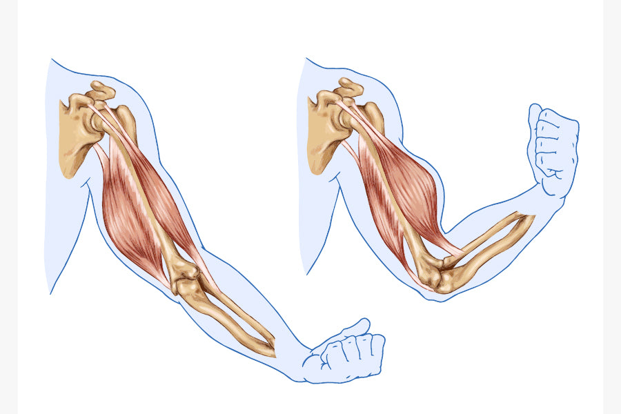 Tricep Muscle Anatomy