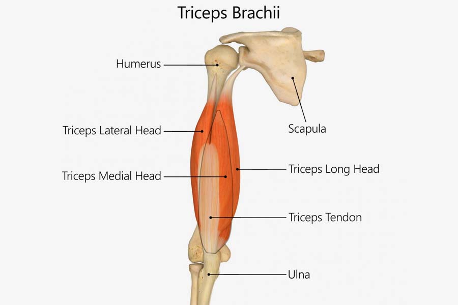 Triceps Brachii