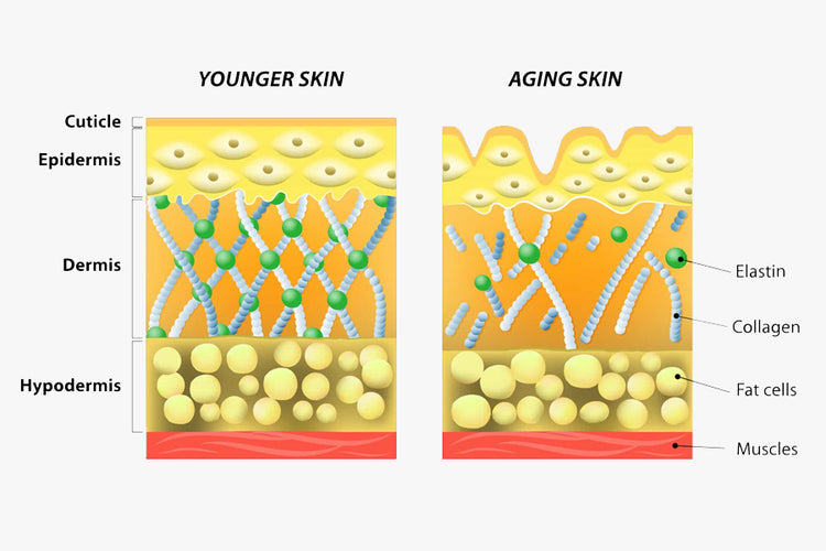 What Happens to Collagen as you age?