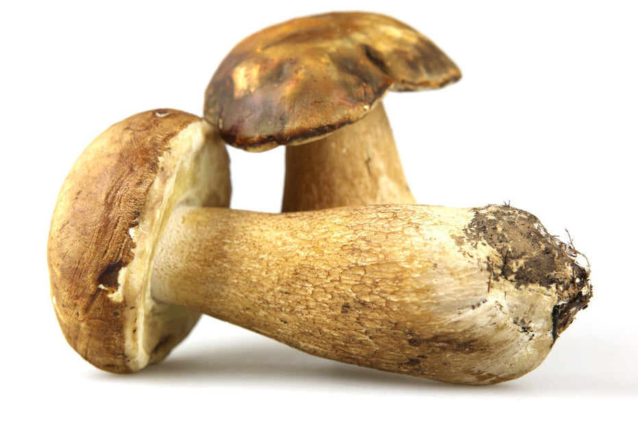 1) What's all the fuss about Porcini Mushrooms? | Rhayne