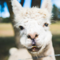 Snowy at Heifer Station petting zoo