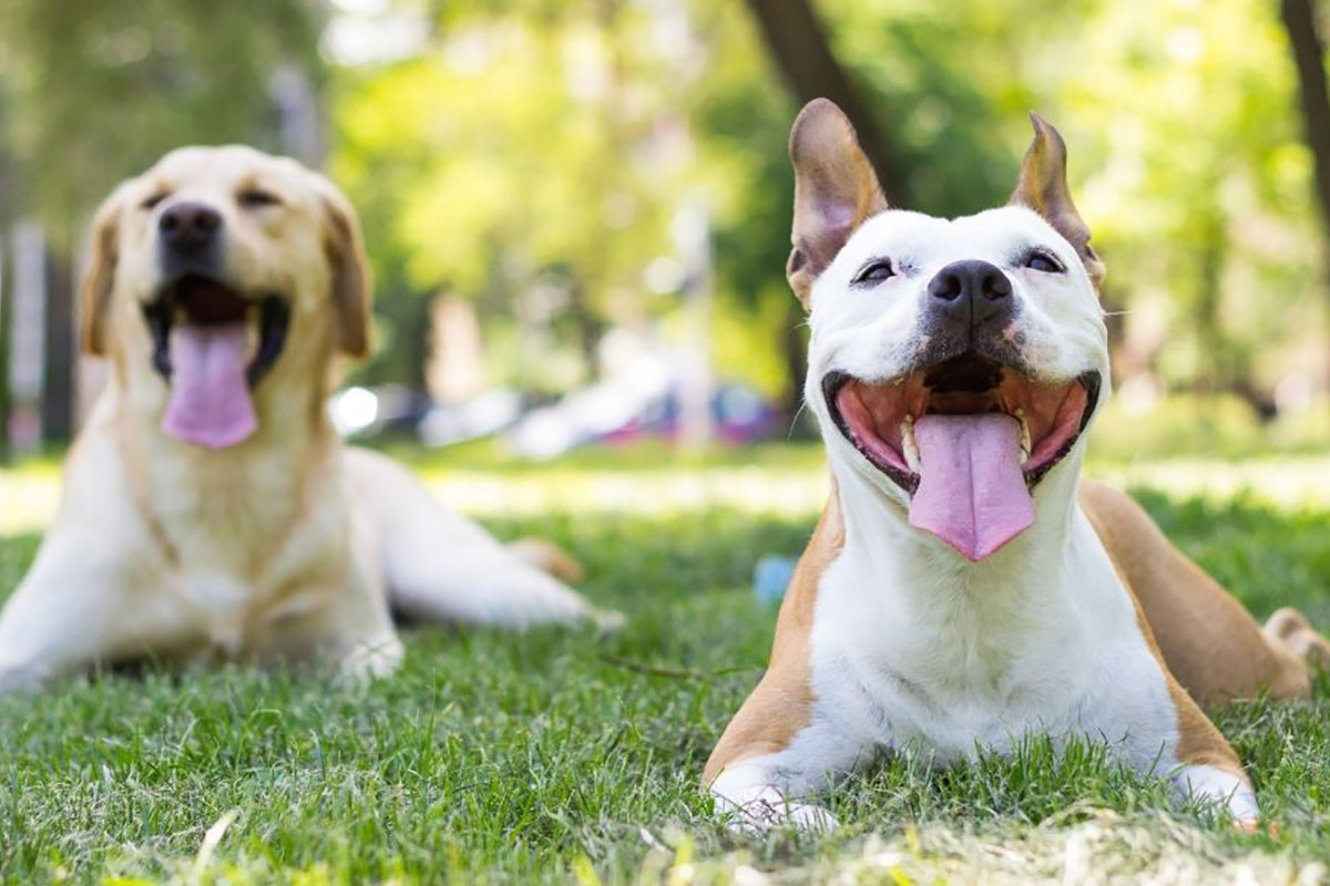 how to keep big dogs cool in hot weather