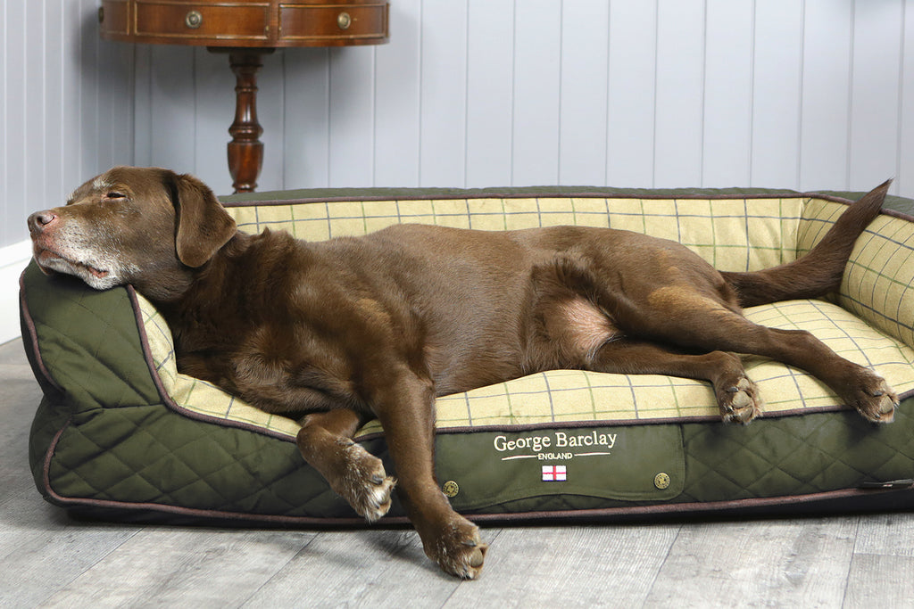 best dog beds uk