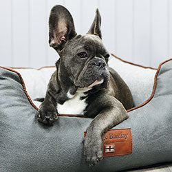 Box Style Dog Beds